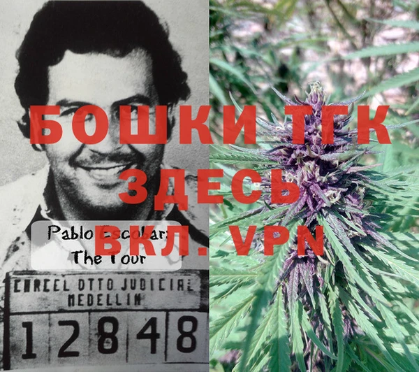 сатива Кулебаки